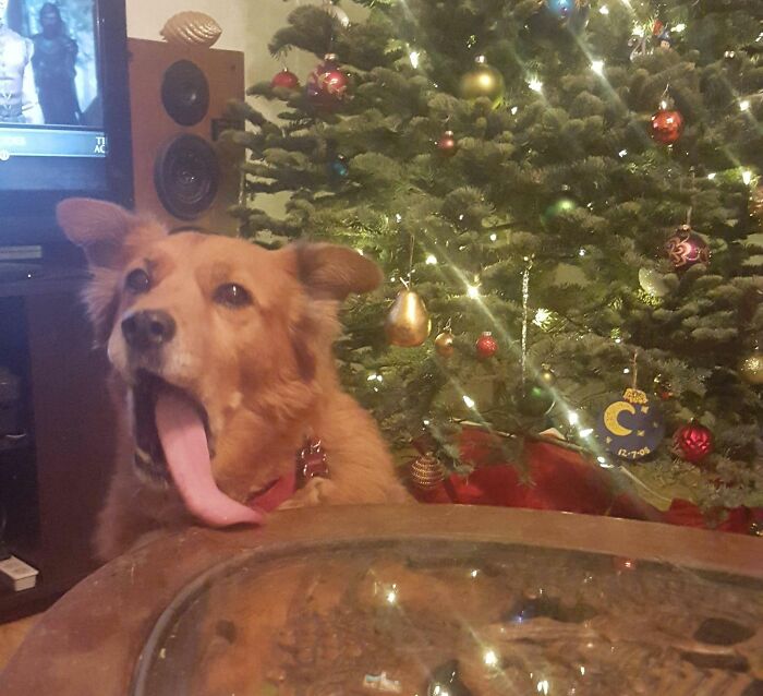 My Attempt At A Cute Christmas Picture Of My 13 Year Old Chow Mix, Samwise