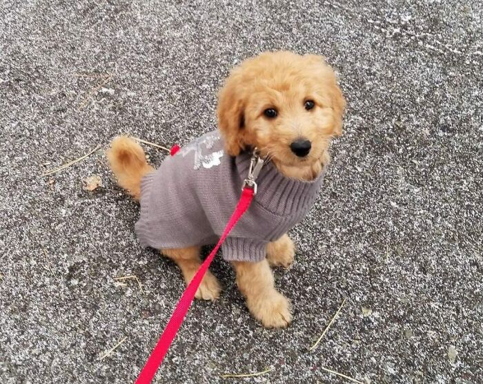 Meet Tamale, Our 8 Week Old Goldendoodle. She's Ready For Christmas!