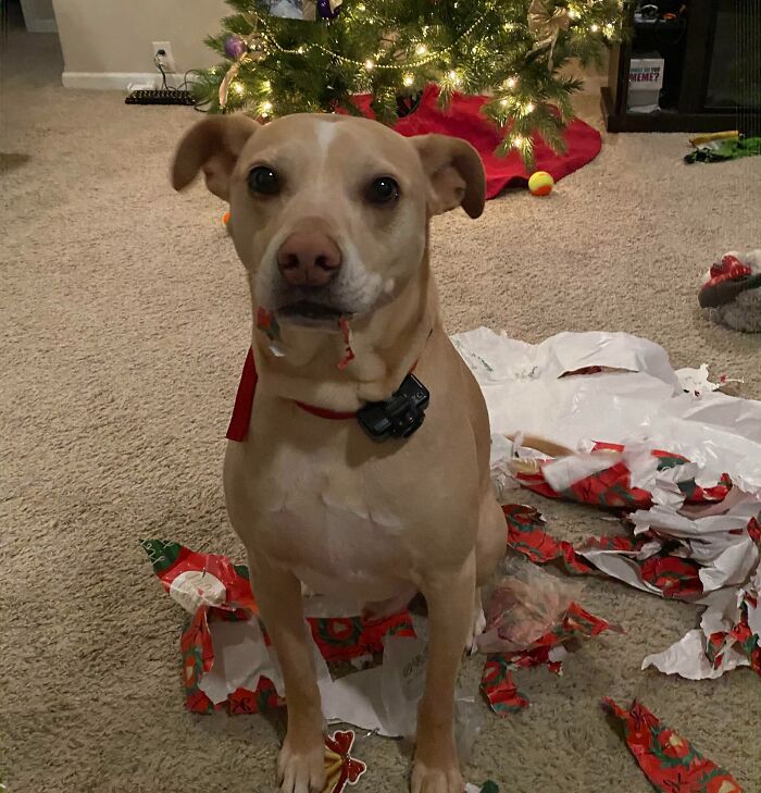 Wrapping Paper Piranha. Christmas Is His Favorite Day