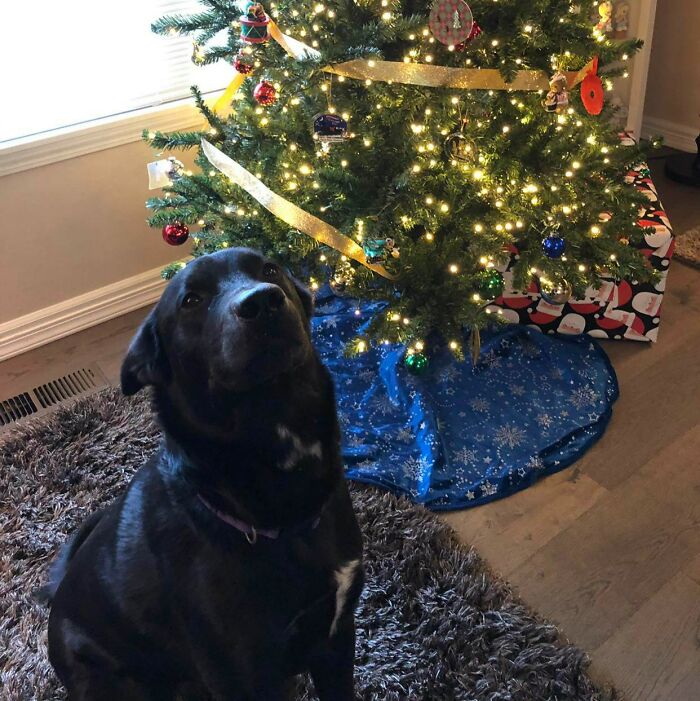 Toby Is Pretty Proud Of His First Christmas Tree