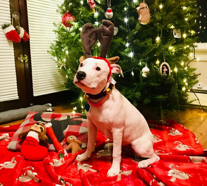 I Think My Newly Adopted Baby, Lyla Grace Is Officially Fully In The Christmas Spirit