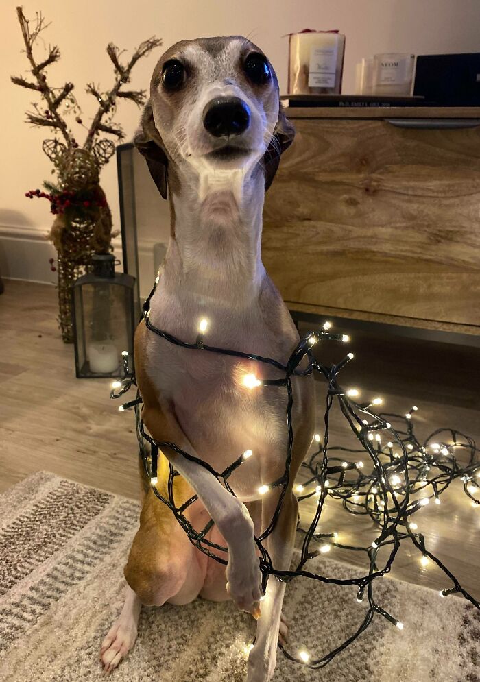 Just Stepping Into Christmas... Don’t Mind Me