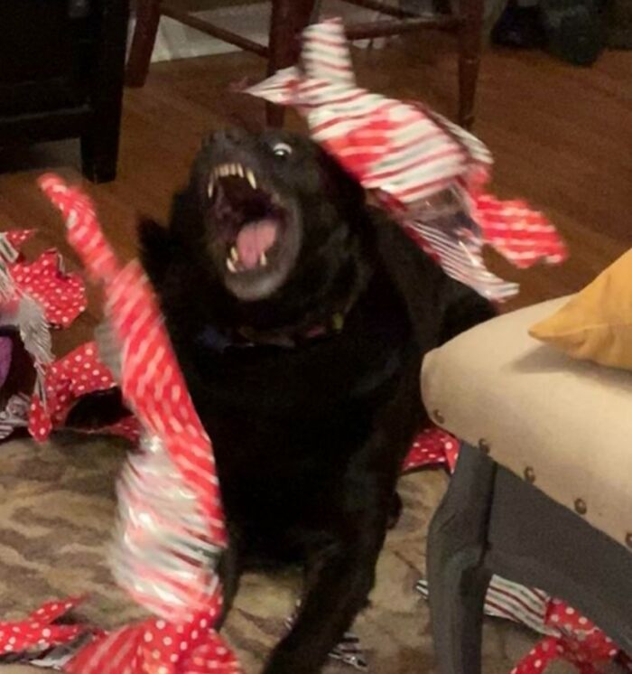 This Is How Our Dog Maggie Opens Her Christmas Presents Every Year