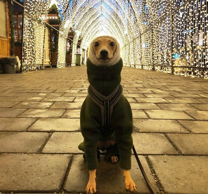 Cosy Girl Illuminated By Christmas Lights