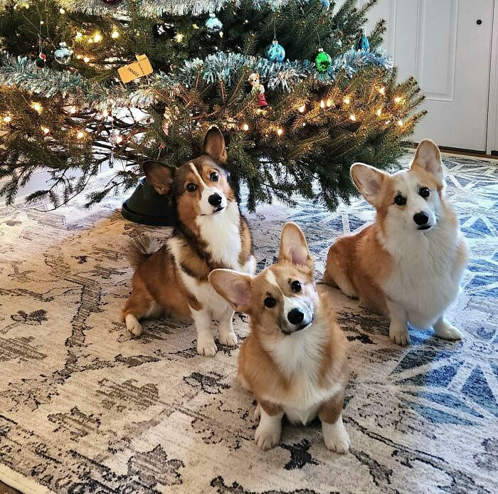 Ultra Rare Christmas Edition Triple Head Tilt Puppers