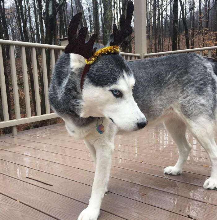 Reindeer Girle Is Not Feeling The Christmas Spirit