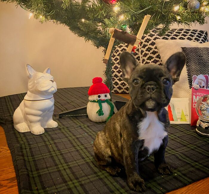 8 Treats And 50 Pictures Later, Merry Christmas