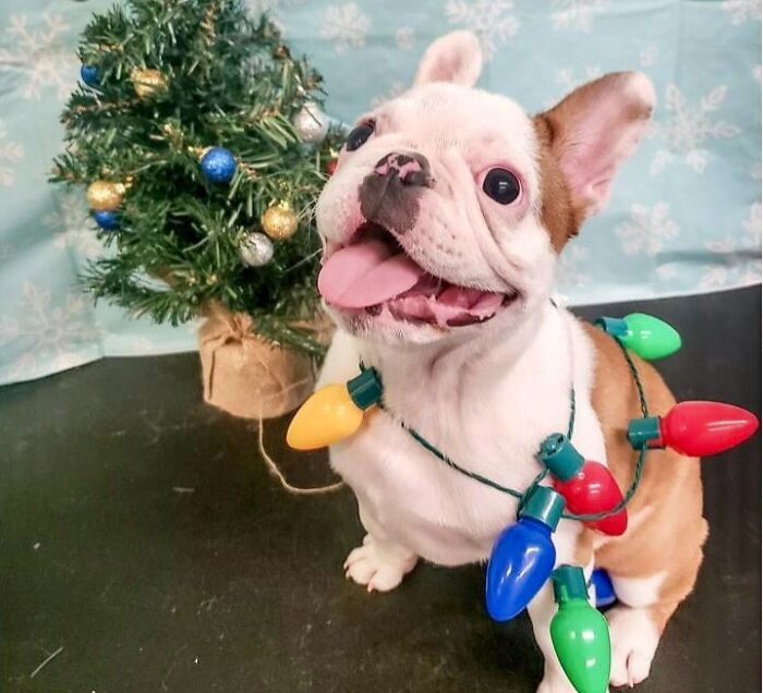 Merry Christmas Everyone!