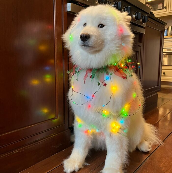 Havana Is Certainly In The Christmas Spirit!