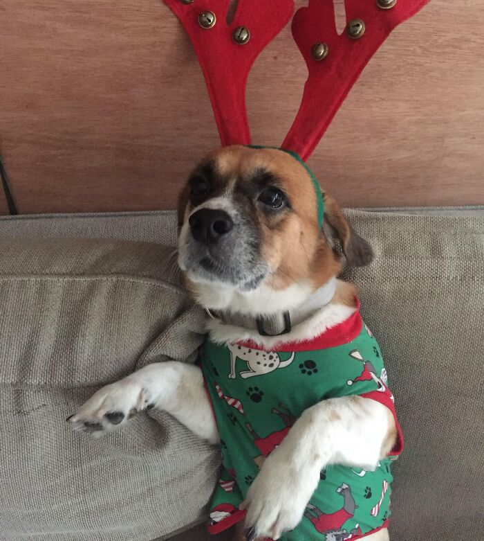 Hi My Name Is Max And Imma Reindeer Doggo. Merry Christmas Y’all