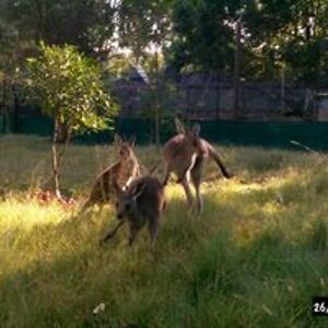 wildlife_rescue_care avatar