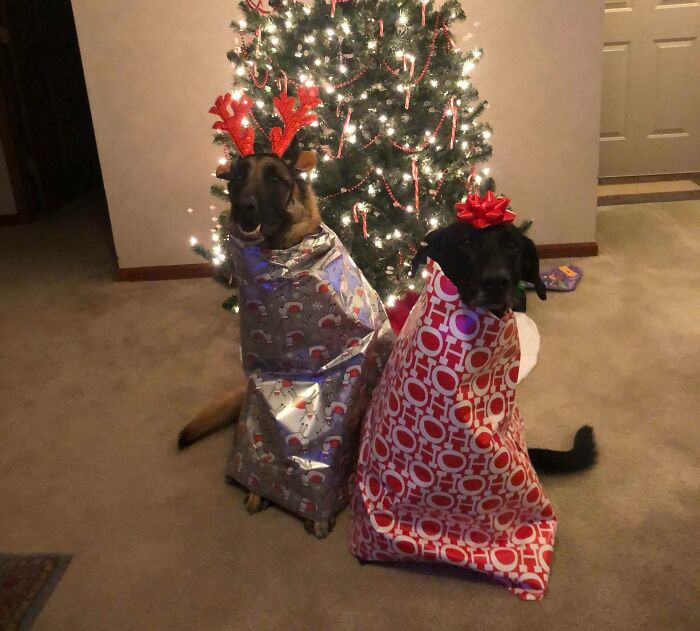 Found Some Therapy Dogs Under My Tree For Christmas