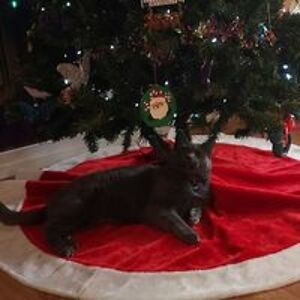 jackiehammerscrowell avatar