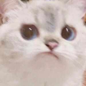 loganchitwood avatar