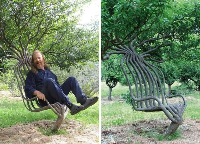 This Artist Spent Eight Years To Create This Tree-Chair Using Methods Of Gradual Redirection Of The Branches, Which Consists Of Shaping The Trees As They Grow According To Predetermined Designs
