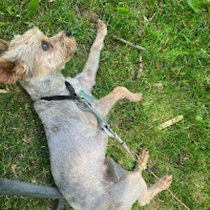 kingstonrodriguez-olcott avatar