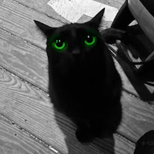 anastasiaschenkel avatar