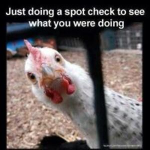 bonniebauer23 avatar