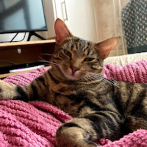 susannahsmith avatar