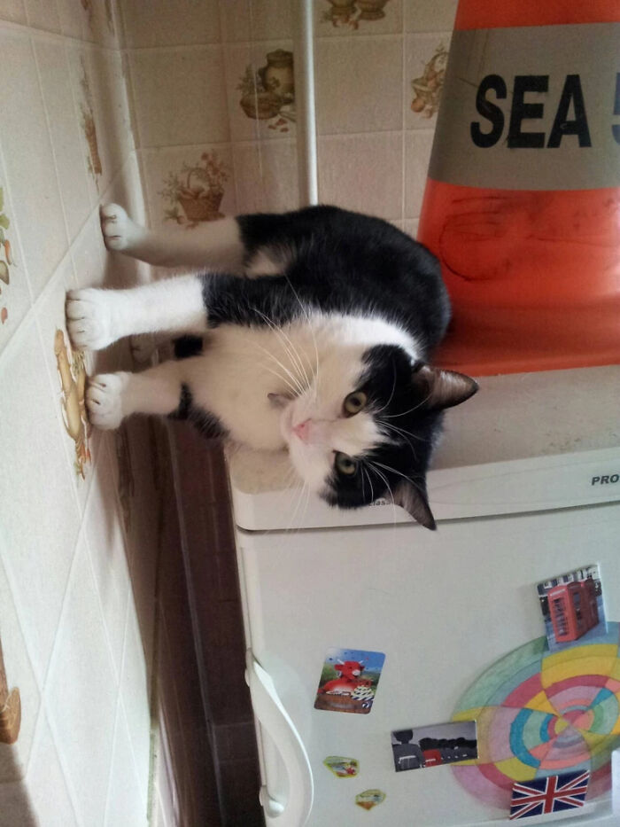 My Cat Refuses To Obey Gravity