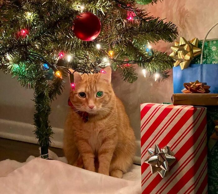 Mishu Is The Real Gift Here