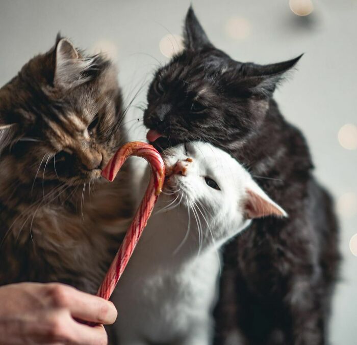 Tasting Some Christmas Treats