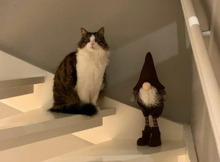 Which Of These Two Christmas Decorations Is Your Fav??