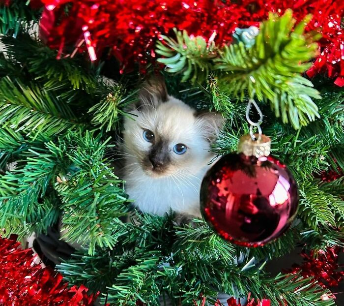 It’s Beginning To Look A Lot Like Christmas