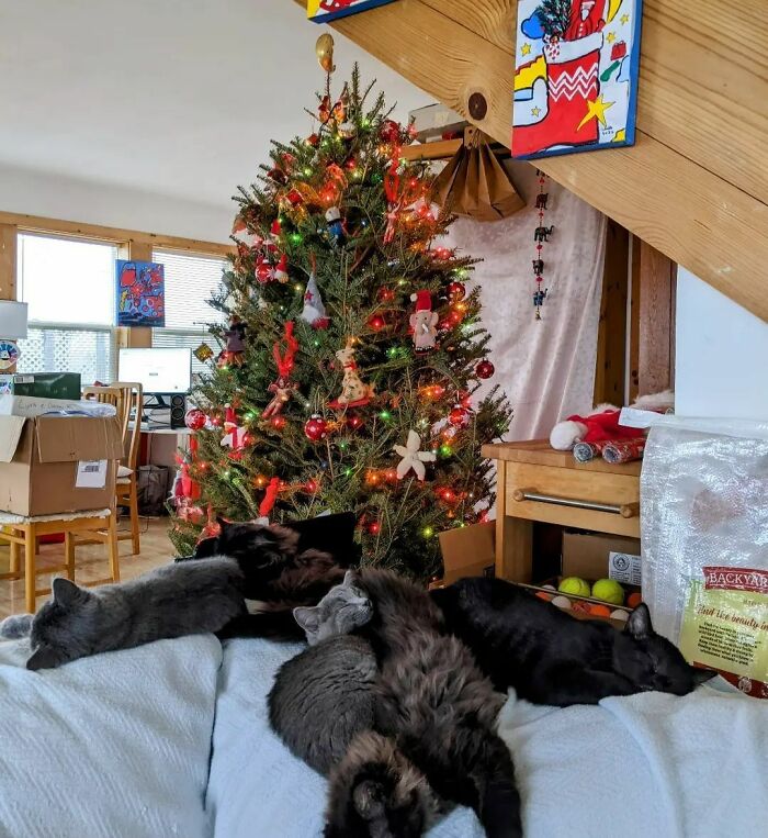 People Ask Me: How Is Your Christmas Tree Still Standing?