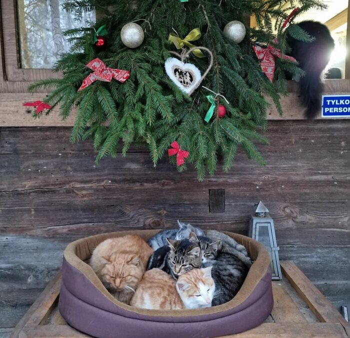 Christmas Cats