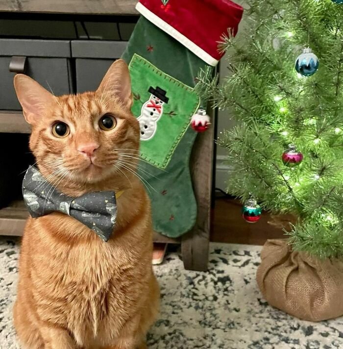 Mum Got Me A New Bow Tie For Christmas This Year!