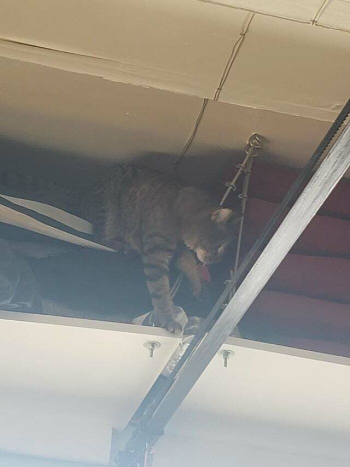 Found Him In The Top Compartment Of My Garage