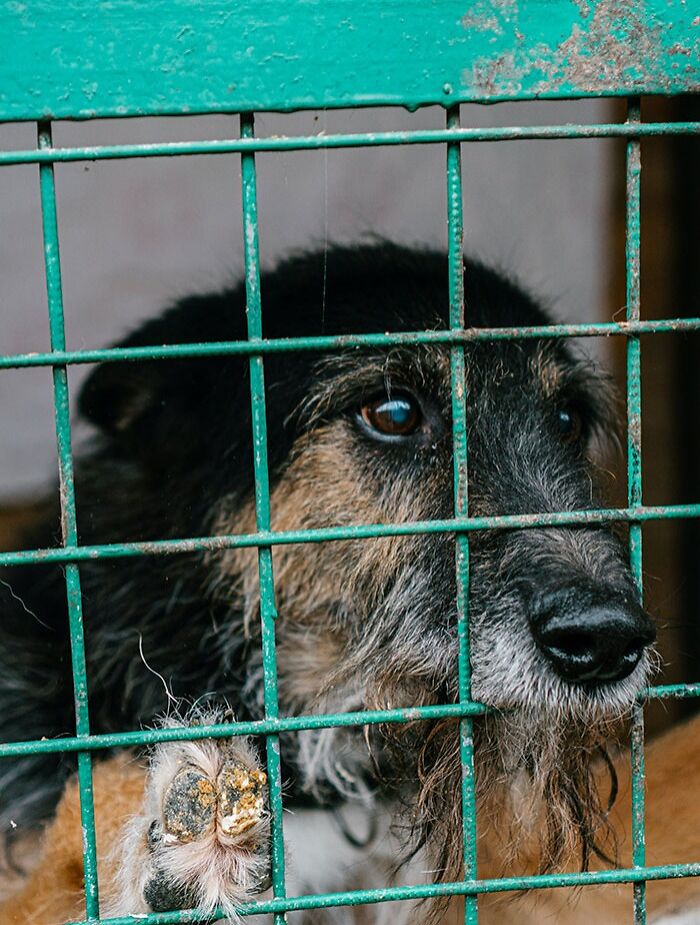 Read To Shelter Animals