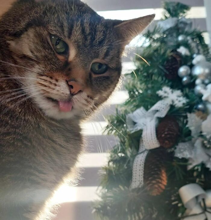 And Now A Quick Selfie While The Christmas Tree