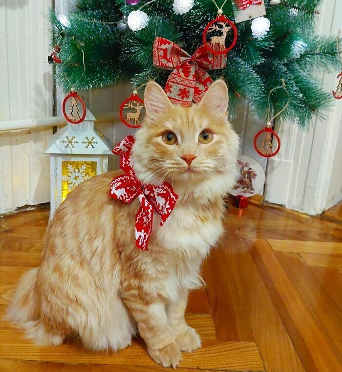 I Wish You A Merry Christmas!