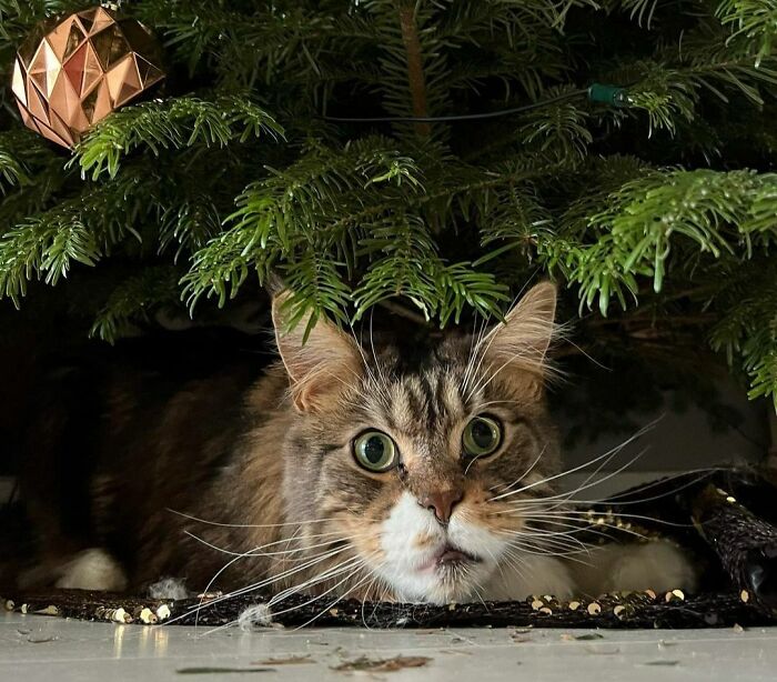 Someone Is Very Excited For Christmas!