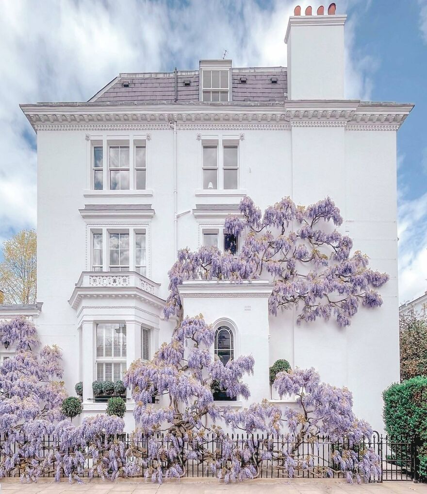 Wisteria Covered Terraced House In Argyll Road, Kensington, London, UK
