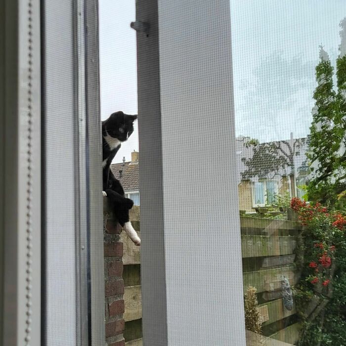 Cats Not Affected By Gravity