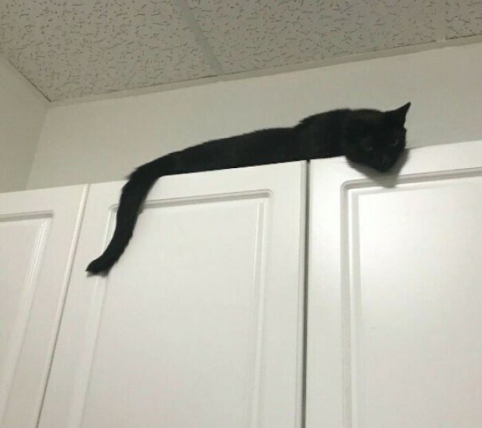 Toothless Is A Catsnake!