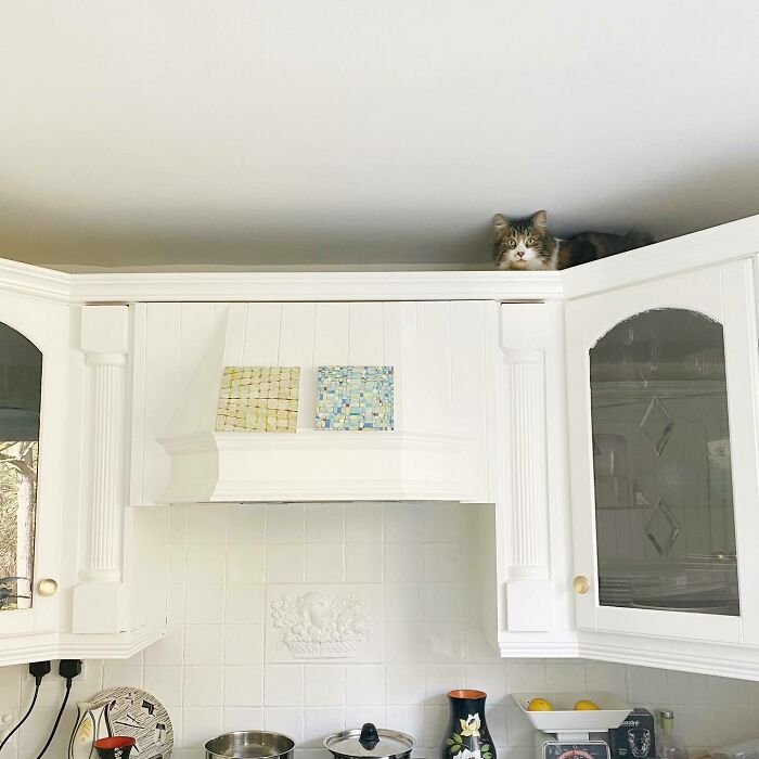 Cats Not Affected By Gravity 