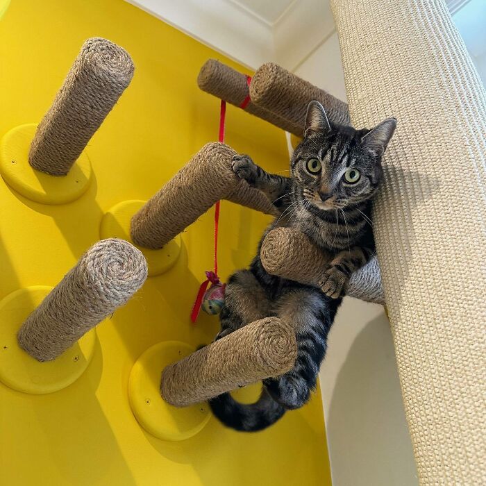 Cats Not Affected By Gravity