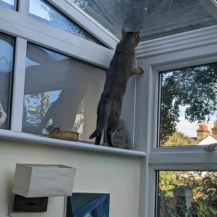 Bird Watching Abby Is A Very Good Climber And Spotted Some Birds In The Tree