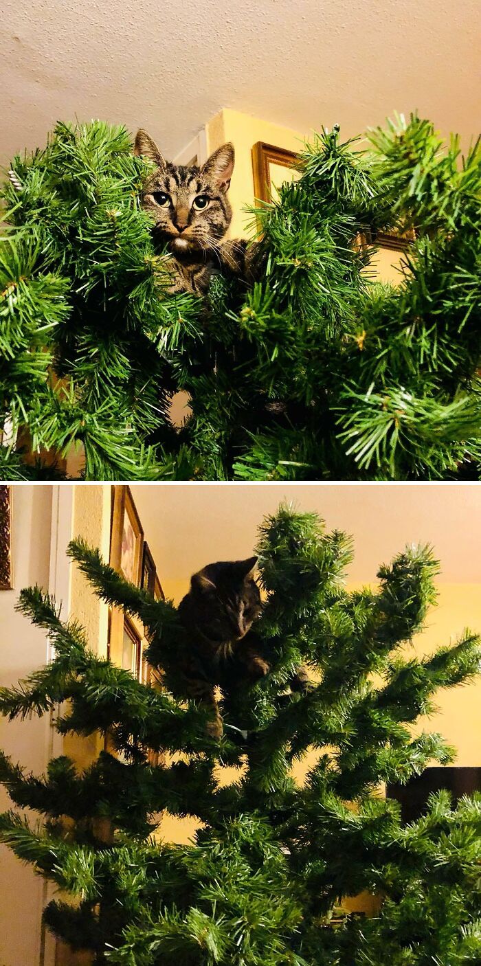 Thank God You’re Home! I Saw A Big Spider On The Floor And This Was The Only Safe Place I Could Think Of! 