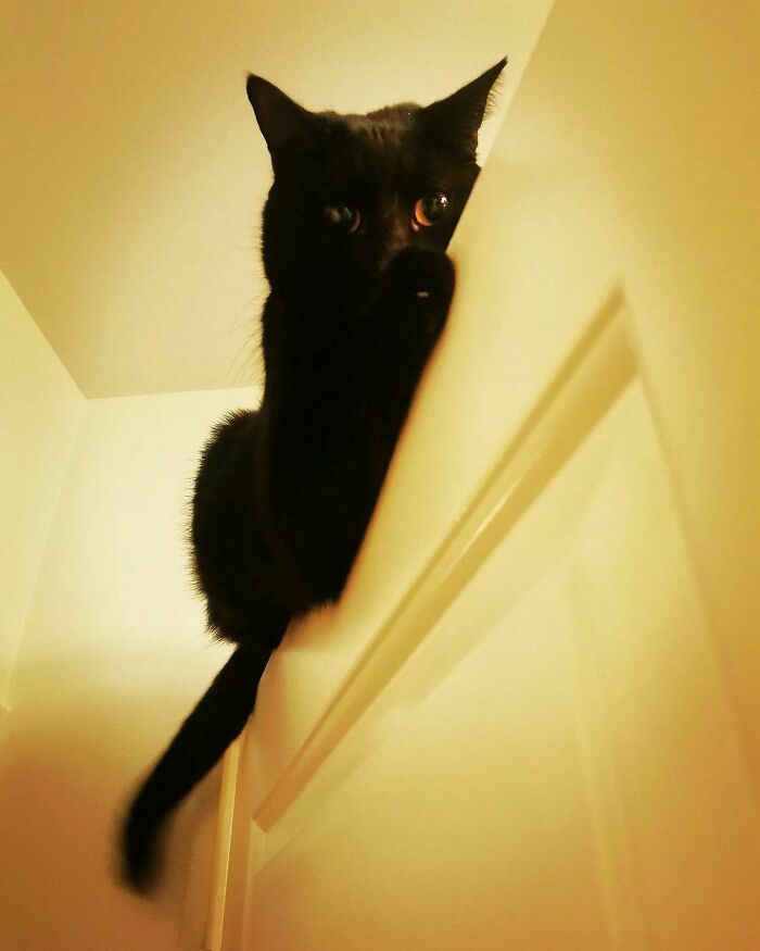 Cats Not Affected By Gravity