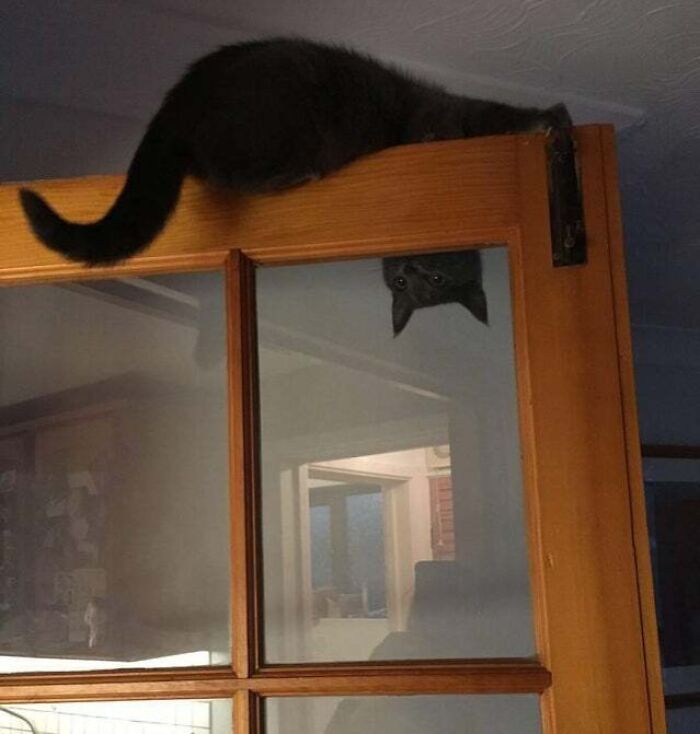I Am Bat, Not Cat