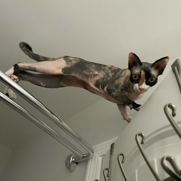 Always Trying To Be The Tallest Thing In The Room