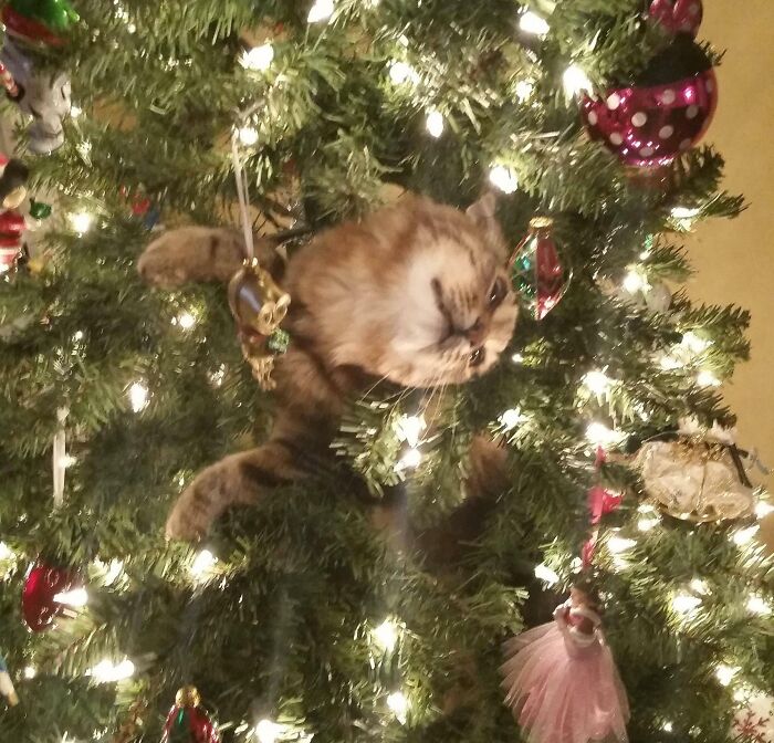 Get A Cat They Said. It'll Be Fun