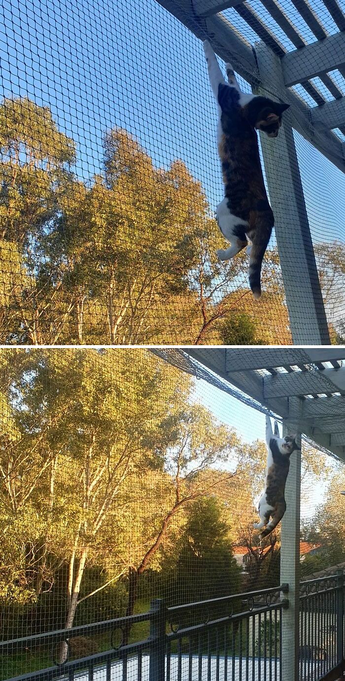 Cats Can't Climb Up Cat Netting, They Said