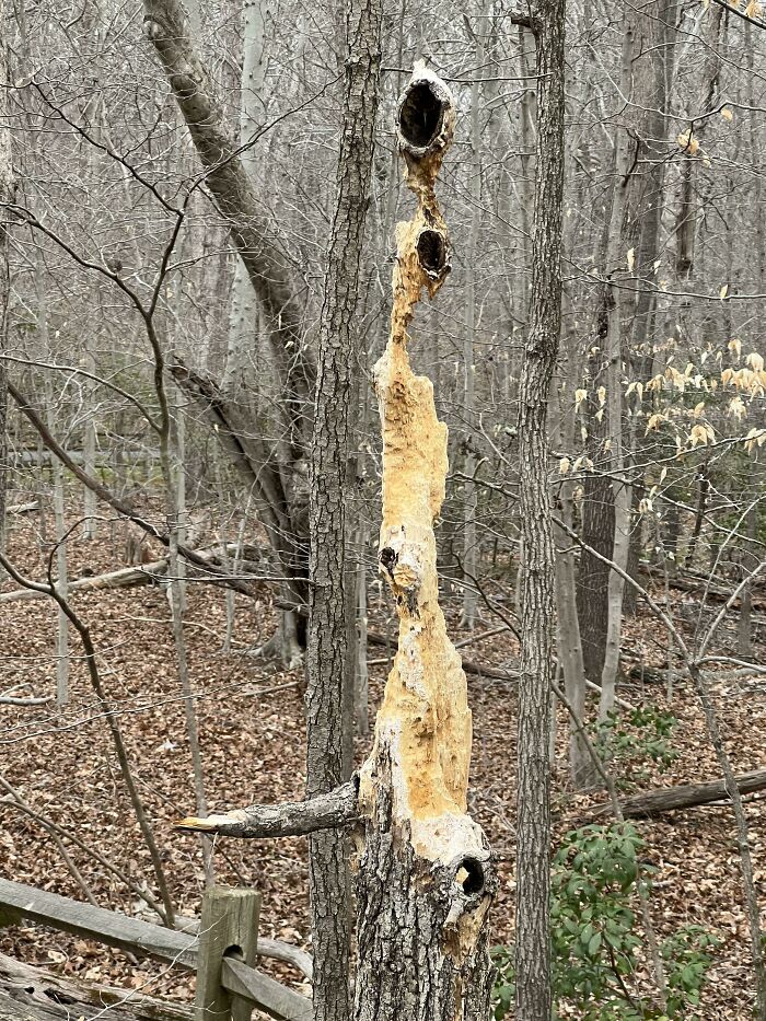 Tall View Of A Tree Besieged By Woodpeckers And Termites