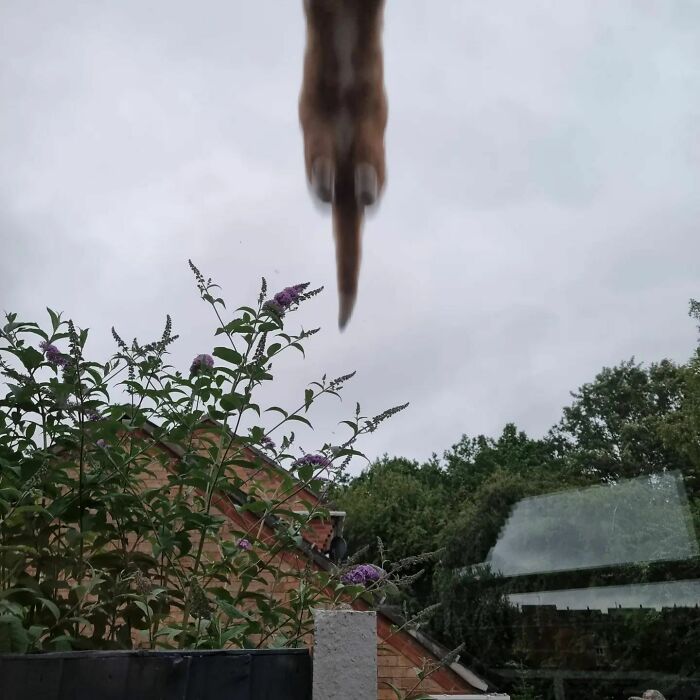 Is It A Bird, Is It A Plane, No It's Flying Luna-Boo! I've Been Full Of Mischief Today. Jumping Up On The Roof And Watching The Birds